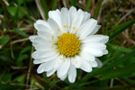 Støðugtblómandi summardái / Bellis perennis (L.)