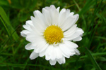 Støðugtblómandi summardái / Bellis perennis (L.)