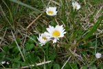 Støðugtblómandi summardái / Bellis perennis (L.)