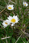 Støðugtblómandi summardái / Bellis perennis (L.)