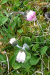 Støðugtblómandi summardái / Bellis perennis (L.)