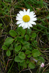 Støðugtblómandi summardái / Bellis perennis (L.)