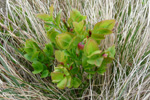 Aðalbláber / Vaccinium myrtillus L.