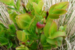 Aðalbláber / Vaccinium myrtillus L.