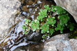 Stjørnusteinbrot / Saxifraga stellaris.