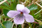 Ljós blákolla / Viola palustris L.