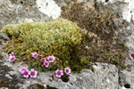 Vetrarsteinbrot / Saxifraga oppositifolia L. Sornfelli.