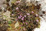 Vetrarsteinbrot / Saxifraga oppositifolia L. Sornfelli.