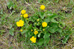 Mýrisólja / Caltha palustris L.