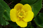 Mýrisólja / Caltha palustris L.