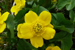 Mýrisólja / Caltha palustris L.