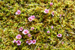 Vetrarsteinbrot / Saxifraga oppositifolia L. Sornfelli.