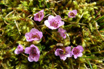 Vetrarsteinbrot / Saxifraga oppositifolia L. Sornfelli.