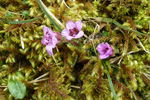 Vetrarsteinbrot / Saxifraga oppositifolia L. Sornfelli.