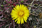 Reyð várhagasólja / Taraxacum rubifolium Rasmussen