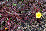 Reyð várhagasólja / Taraxacum rubifolium Rasmussen