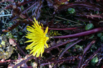 Reyð várhagasólja / Taraxacum rubifolium Rasmussen