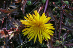 Reyð várhagasólja / Taraxacum rubifolium Rasmussen