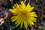 Reyð várhagasólja / Taraxacum rubifolium Rasmussen