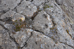 Seyðamergur / Loiseleuria procumbens (L.) Desv.