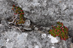 Seyðamergur / Loiseleuria procumbens (L.) Desv.