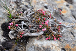 Seyðamergur / Loiseleuria procumbens (L.) Desv. Streymoy