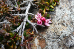 Seyðamergur / Loiseleuria procumbens (L.) Desv.