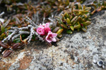 Seyðamergur / Loiseleuria procumbens (L.) Desv.