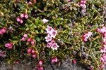 Seyðamergur / Loiseleuria procumbens (L.) Desv.