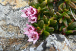 Seyðamergur / Loiseleuria procumbens (L.) Desv.