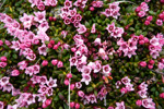 Seyðamergur / Loiseleuria procumbens (L.) Desv.