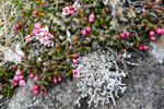 Seyðamergur / Loiseleuria procumbens (L.) Desv.