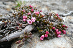 Seyðamergur / Loiseleuria procumbens (L.) Desv.