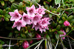 Seyðamergur / Loiseleuria procumbens (L.) Desv.