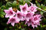 Seyðamergur / Loiseleuria procumbens (L.) Desv.