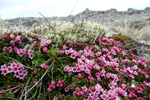 Seyðamergur / Loiseleuria procumbens (L.) Desv.