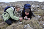 Seyðamergur / Loiseleuria procumbens (L.) Desv.