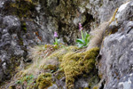 Kalmansbrkubndi / Orchis mascula (L.) 