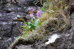 Kalmansbrkubndi / Orchis mascula (L.) 