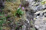 Kalmansbrkubndi / Orchis mascula (L.) 