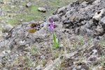 Kalmansbørkubóndi / Orchis mascula (L.) 