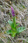 Kalmansbørkubóndi / Orchis mascula (L.) 