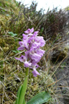 Kalmansbrkubndi / Orchis mascula (L.) 