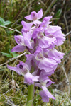 Kalmansbrkubndi / Orchis mascula (L.) 