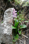 Kalmansbørkubóndi / Orchis mascula (L.) 