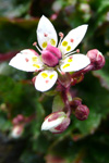 Stjørnusteinbrot / Saxifraga stellaris.