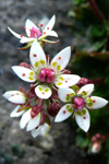 Stjørnusteinbrot / Saxifraga stellaris.