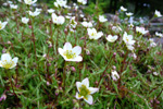 Klettasteinbrot / Saxifraga hypnoides L. Tórshavn.