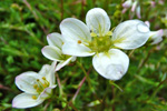 Klettasteinbrot / Saxifraga hypnoides L. Tórshavn.