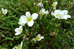 Klettasteinbrot / Saxifraga hypnoides L. Tórshavn.